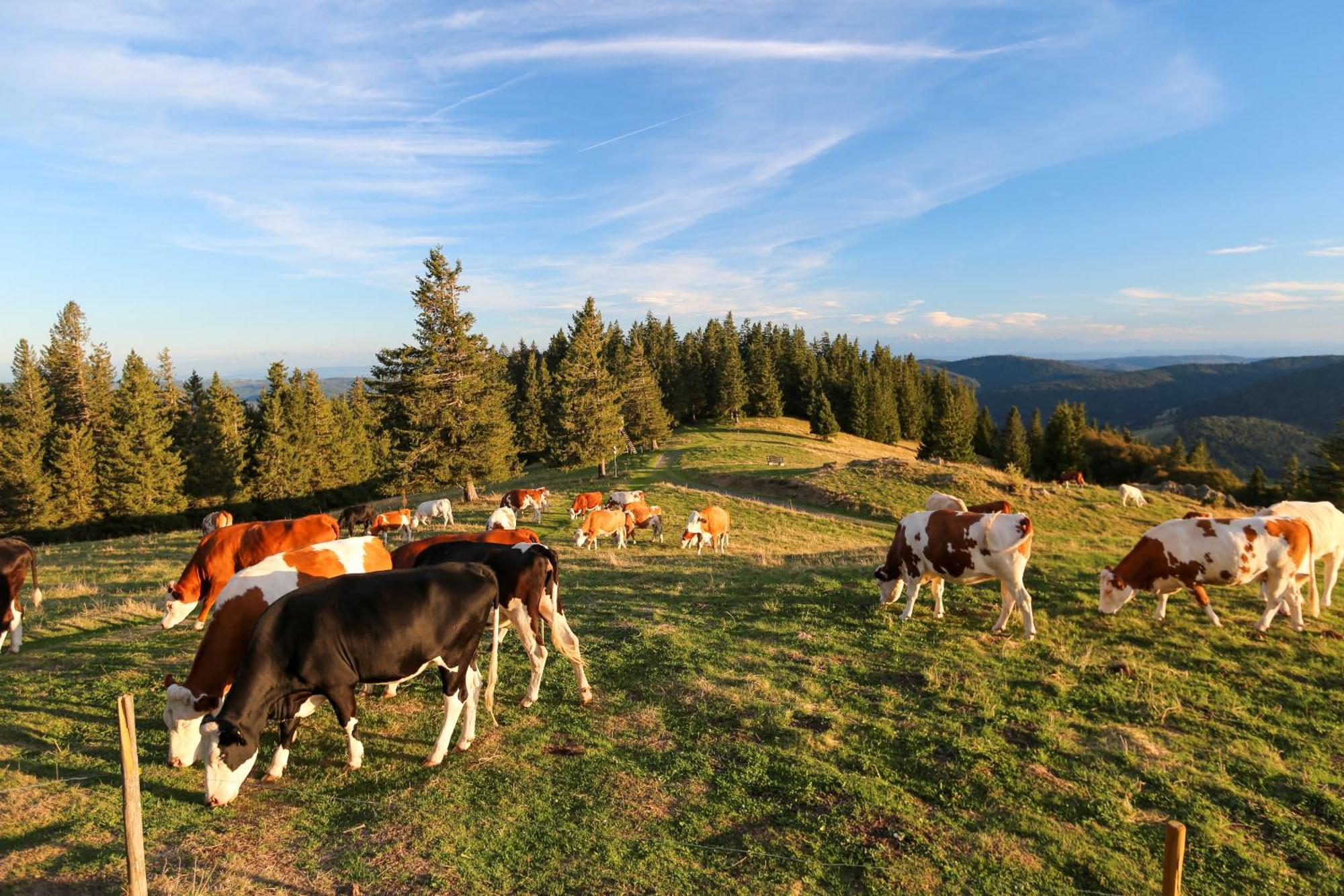 Bergblick Apartment Bernau im Schwarzwald